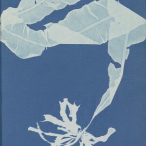 Anna Atkins Photographs of British Algae Cyanotype Impressions. Purchased with the support of BankGiro Lottery, the W. Cordia Family/Rijksmuseum Fund and the Paul Huf Fund/Rijksmuseum Fund.