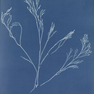 Anna Atkins Photographs of British Algae Cyanotype Impressions. Purchased with the support of BankGiro Lottery, the W. Cordia Family/Rijksmuseum Fund and the Paul Huf Fund/Rijksmuseum Fund.